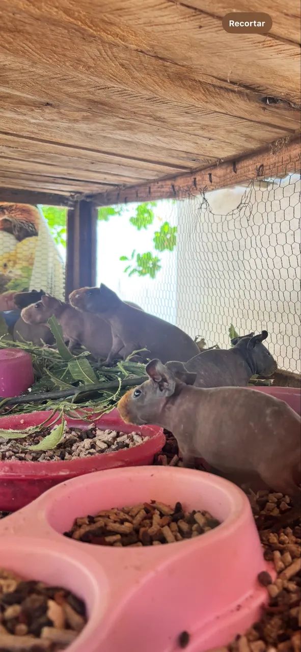 Porquinhos da india - Foto 4