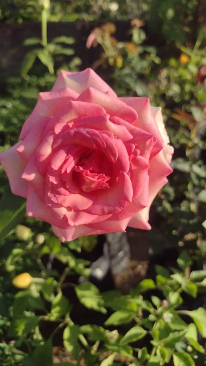 Roseira64310337556227122