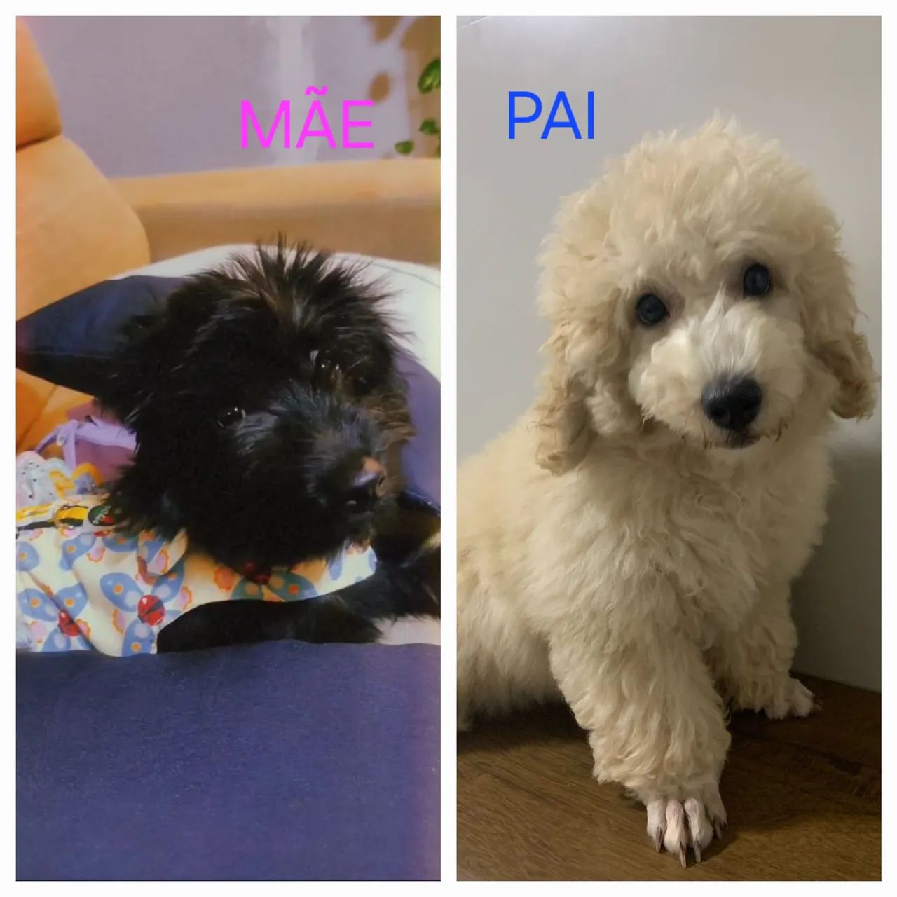 Vendo filhote macho de poodle  - Foto 2