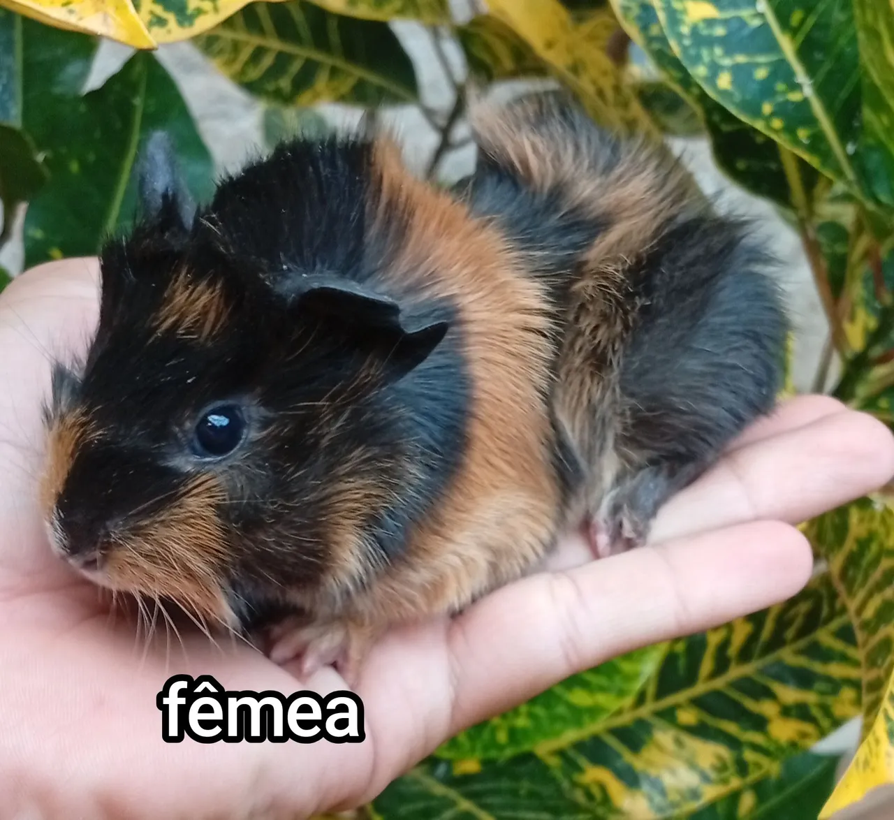 Porquinho da índia abissinio