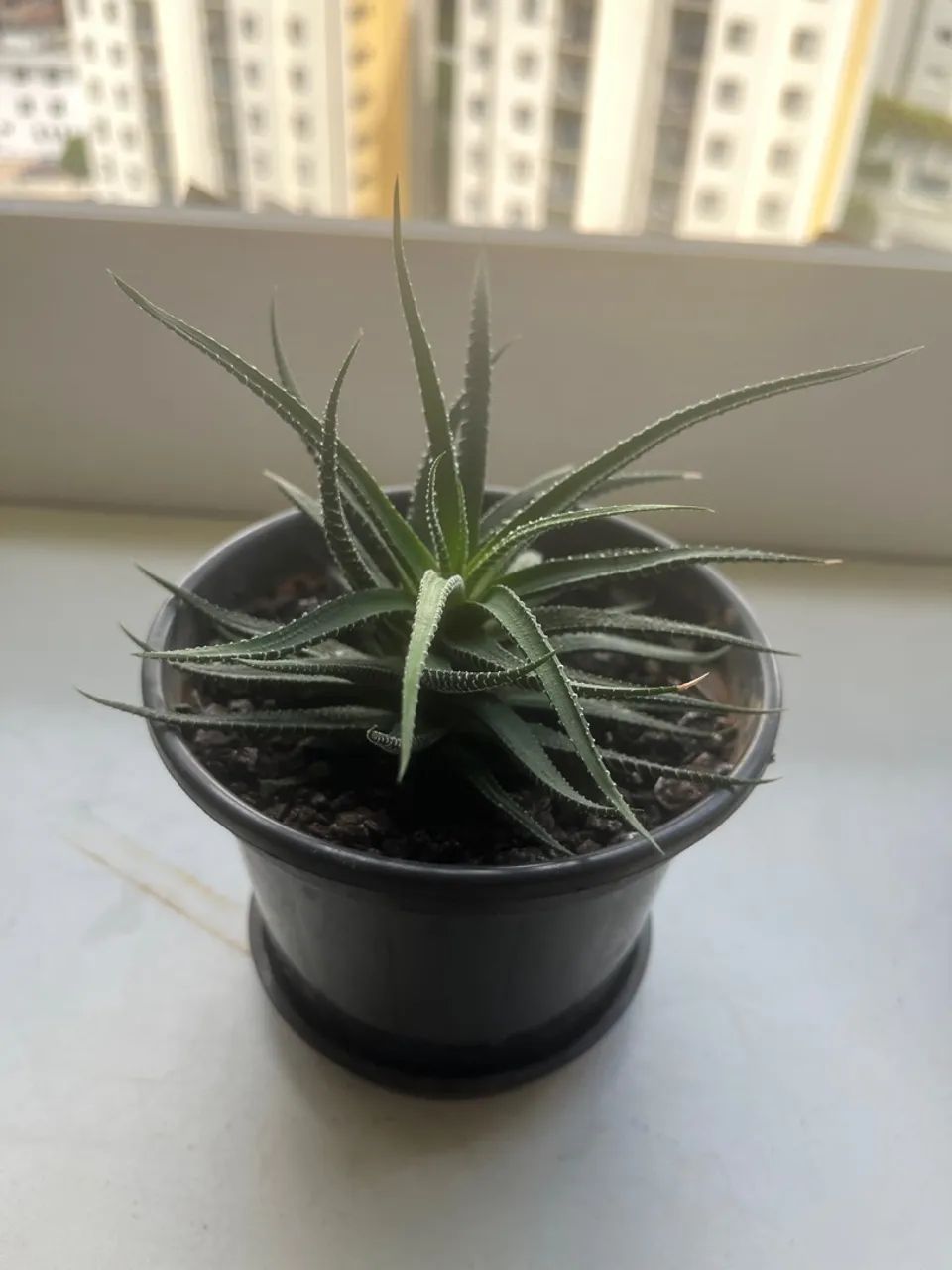 Vaso com suculenta  - Foto 2