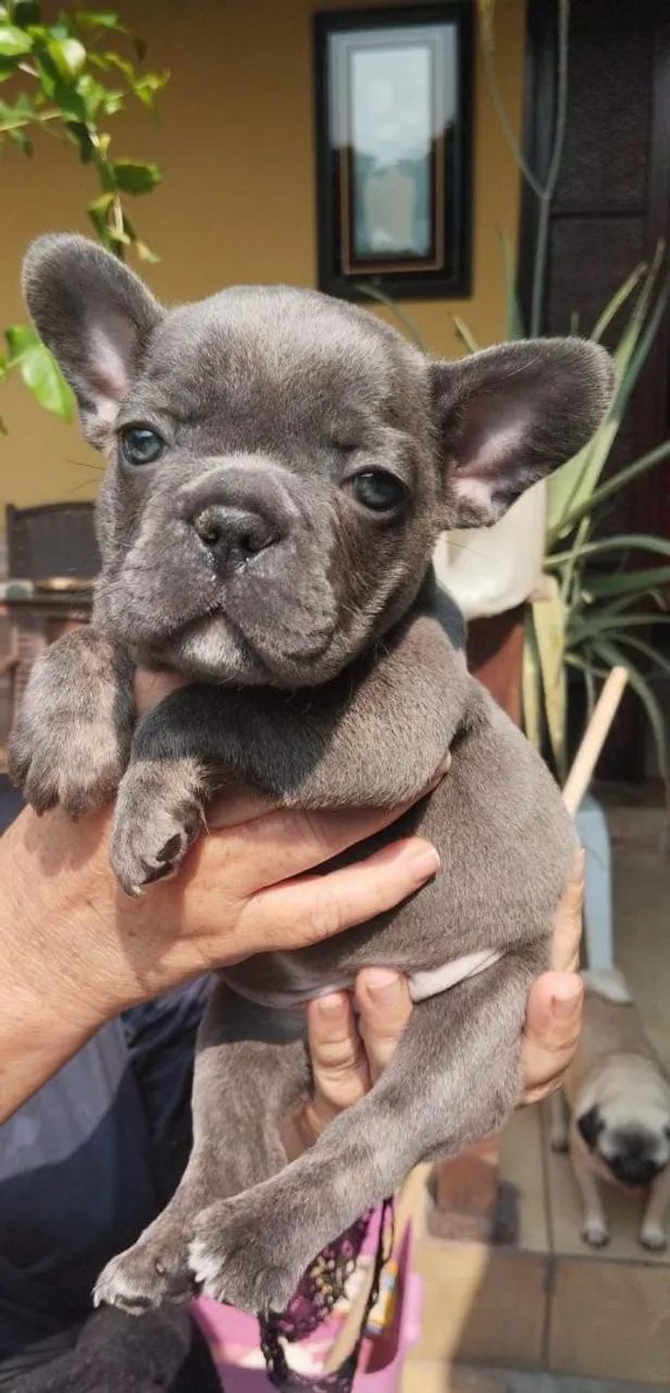 Bulldog francês lindos 