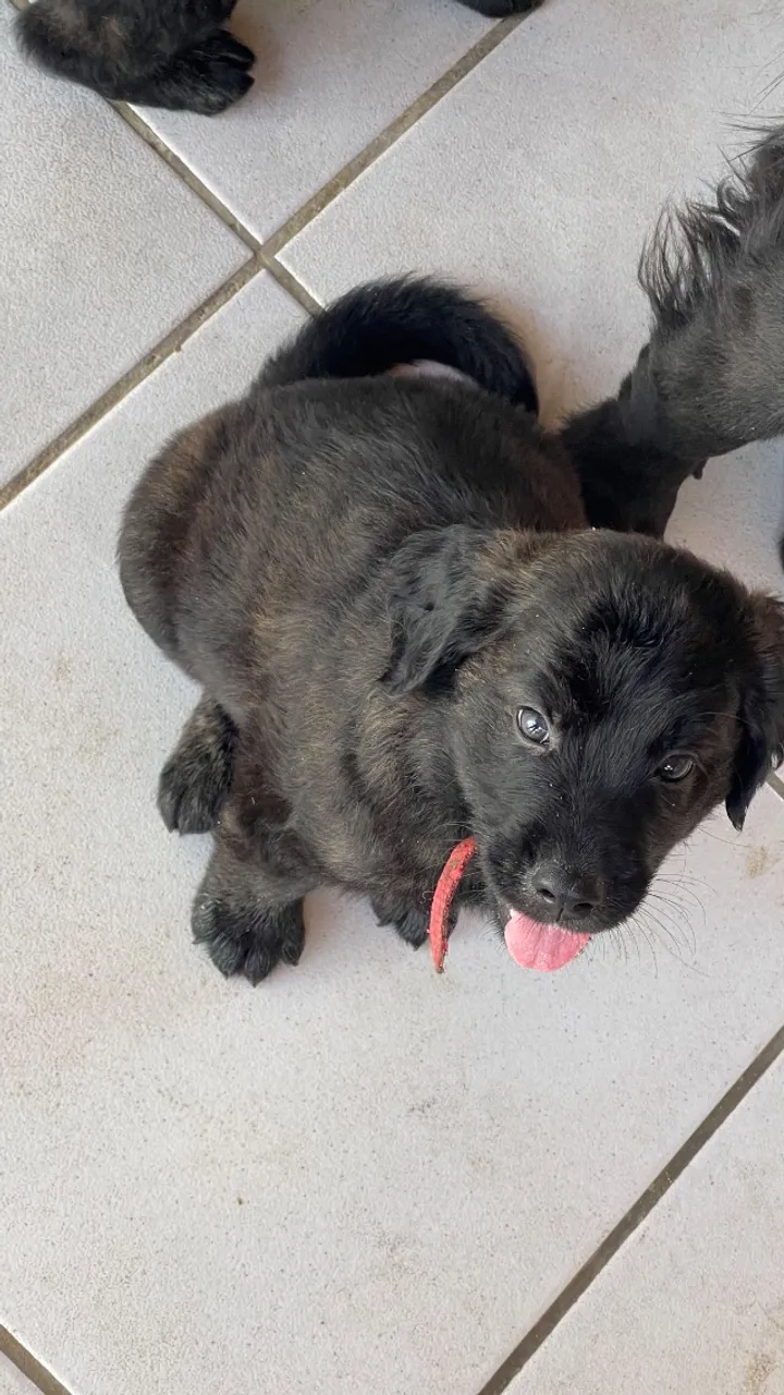 Cachorro 