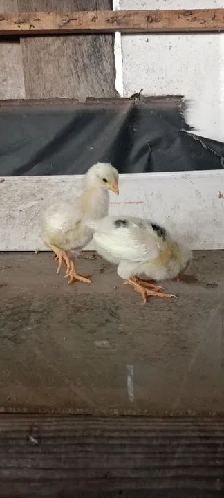 Pintinhos gsb  - Foto 2