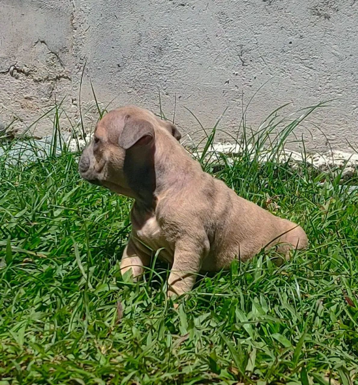 American Bully fêmea micro PEDIGREE  - Foto 3