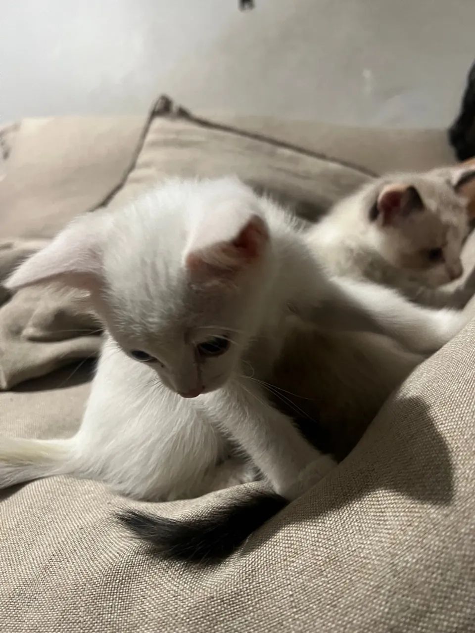 Doação de filhotinhos de gato  - Foto 2