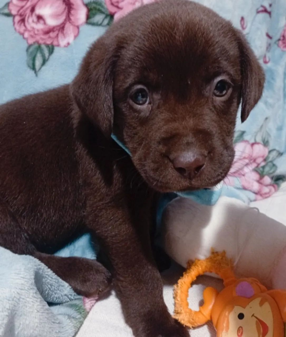 Fêmea de labrador disponíveis) - Foto 4