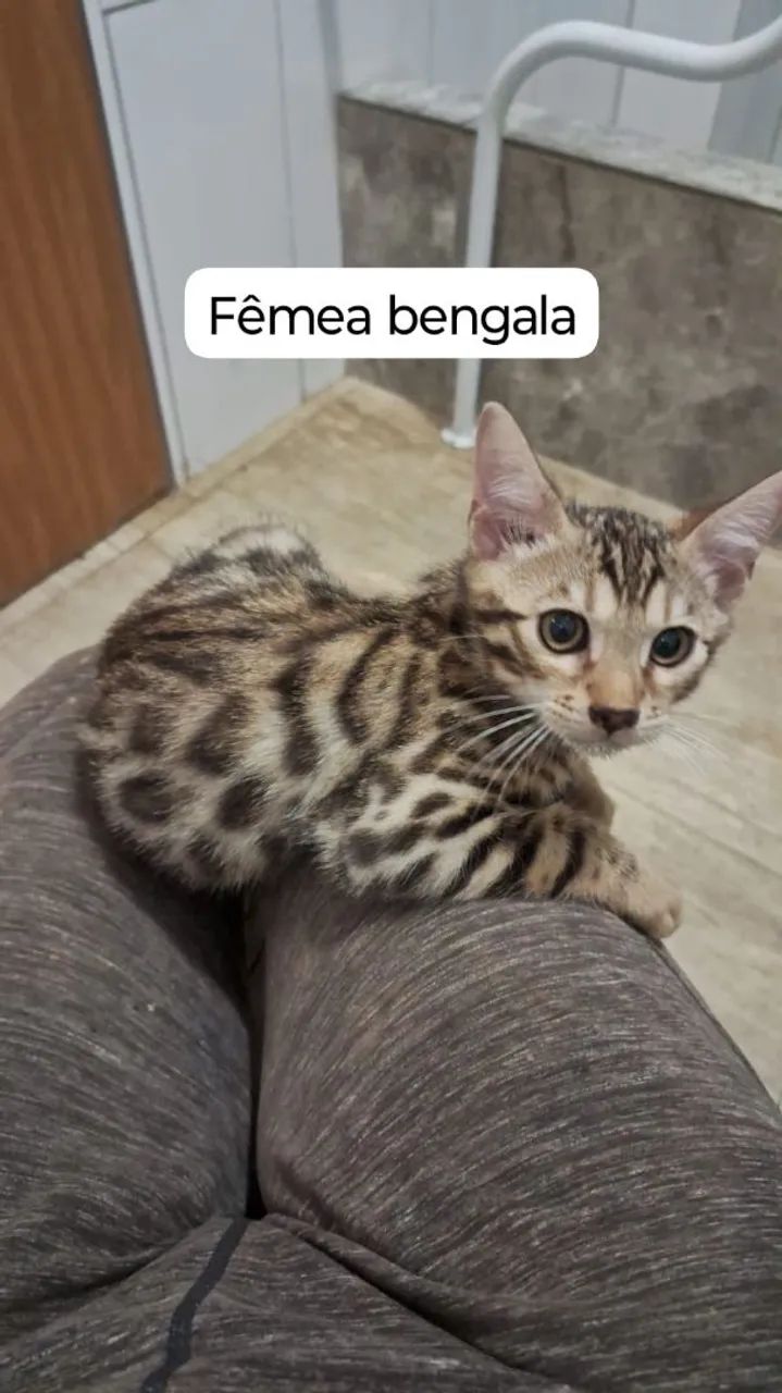 Dois Gatinhos Bengala - Lindos e Brincalhões - Foto 6