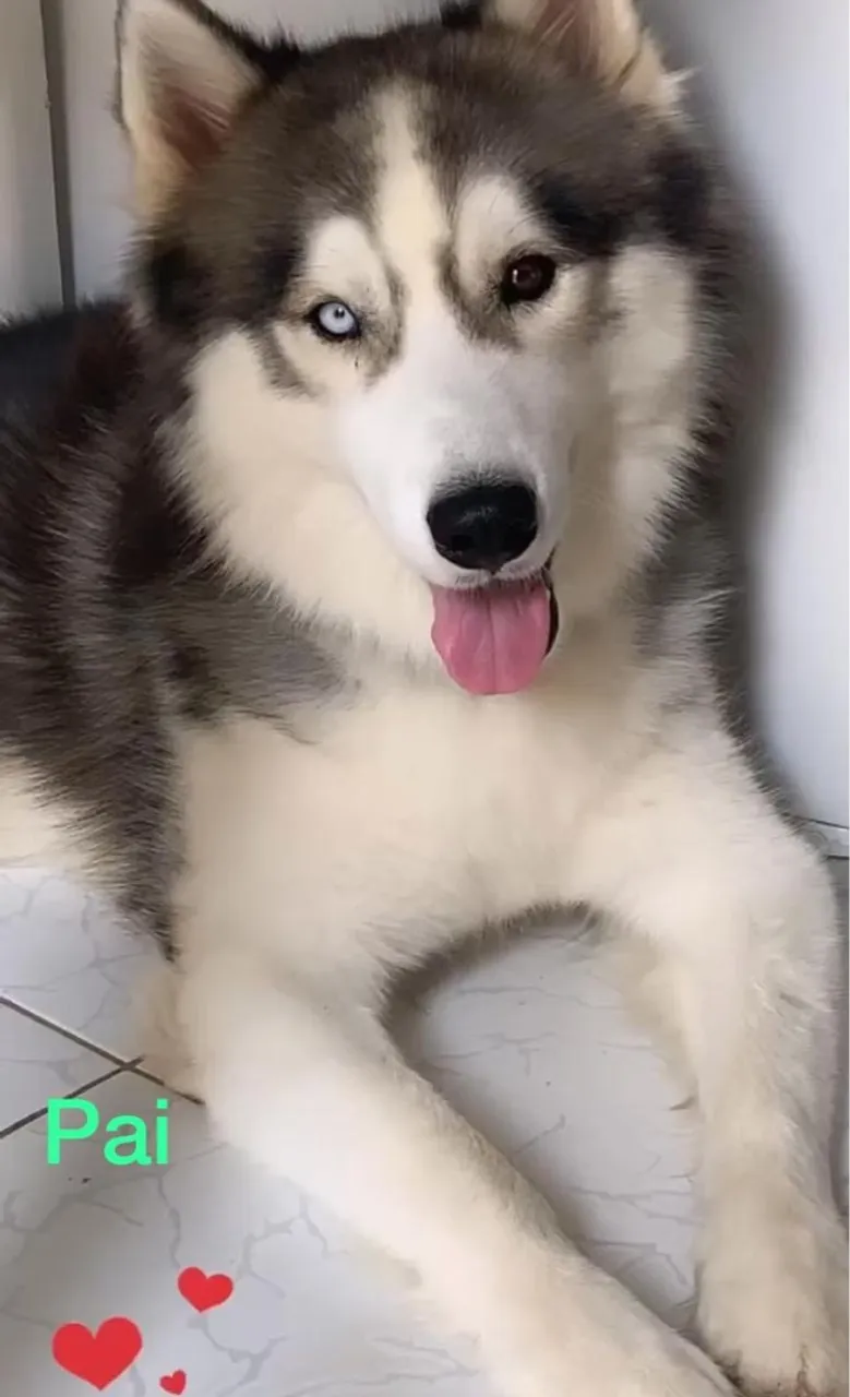 Husky Siberiano - Filhote Disponível