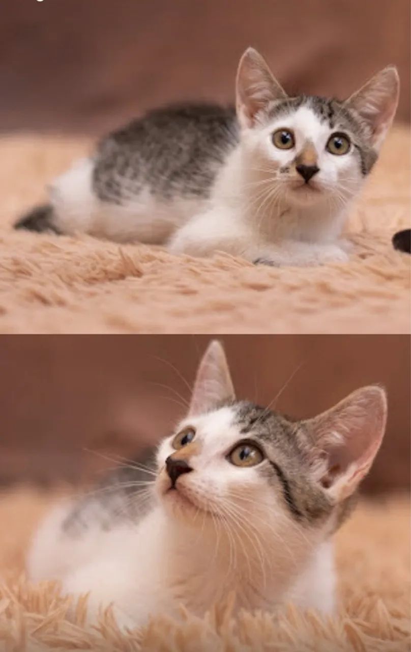 Filhotes para adoção responsável  - Foto 5