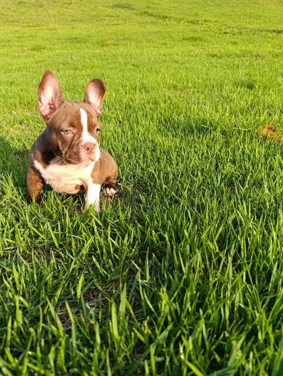 Trabalhamos com animais puríssimos da raça American Bully micros