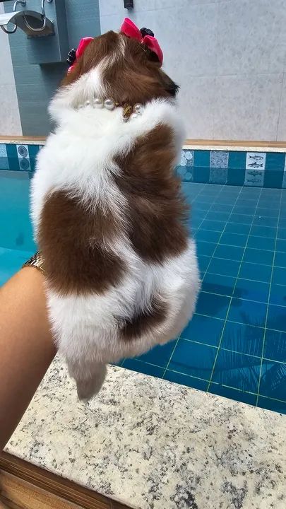 Linda Shih Tzu Filhotes - Foto 4