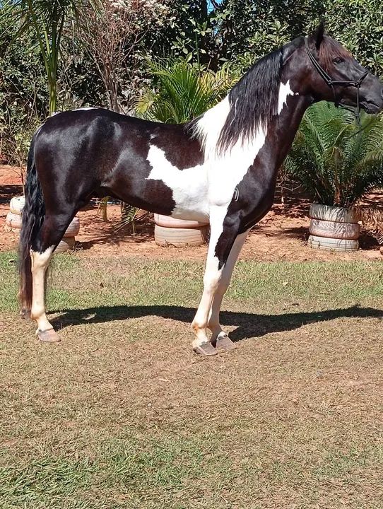 Cavalo Pampa de preto 