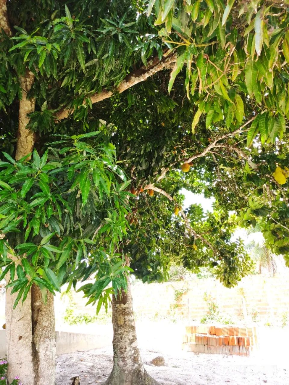 SÍTIO 10 TAREFAS em SALGADO - Próx. ao parque Timbó - Foto 4