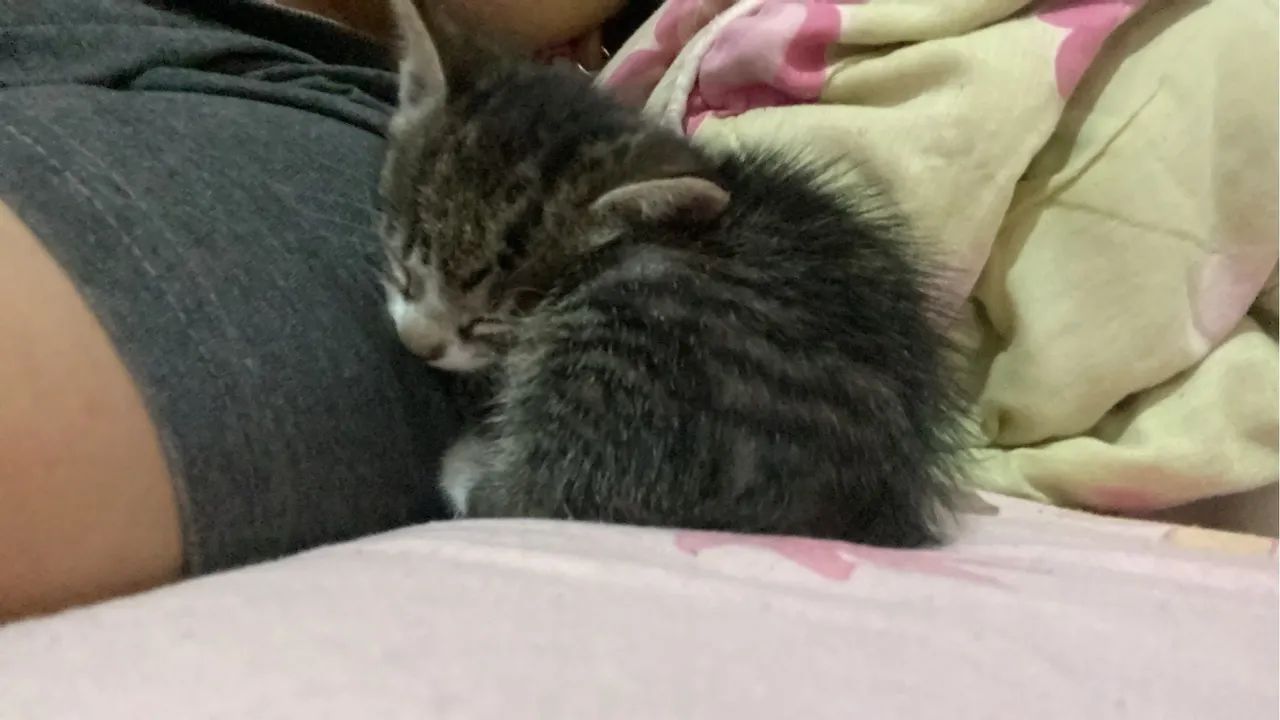 Doação responsável  - Foto 3