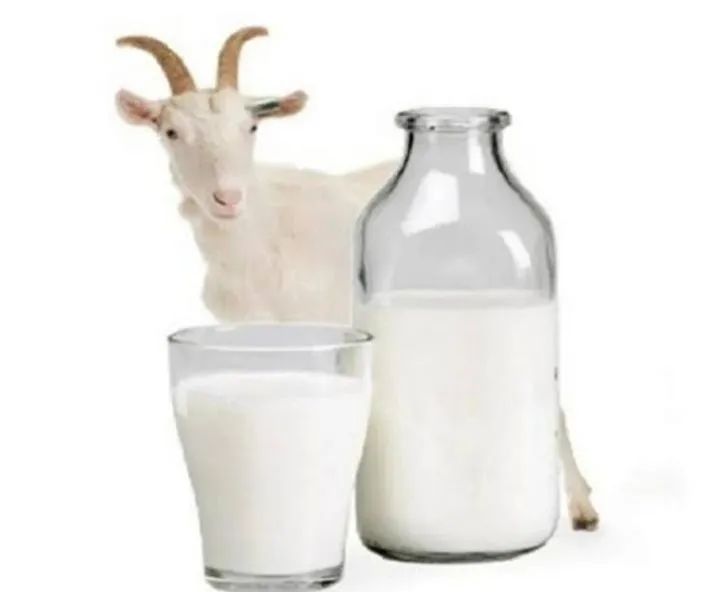 Leite de cabra para venda $15/litro