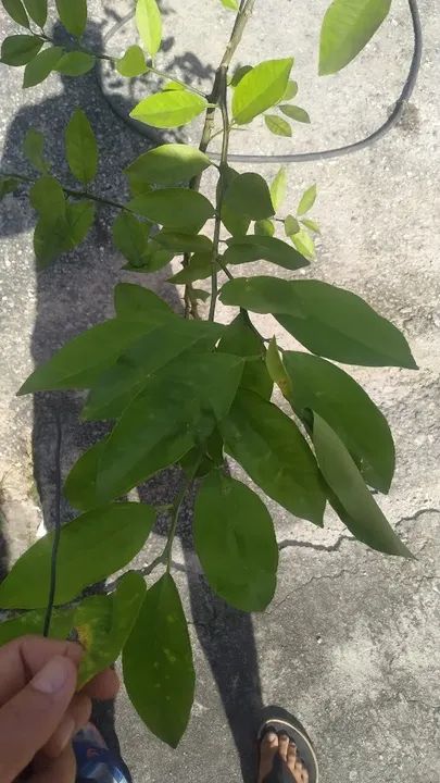 Mudas de Limão Galego - Já Produzindo - Foto 5