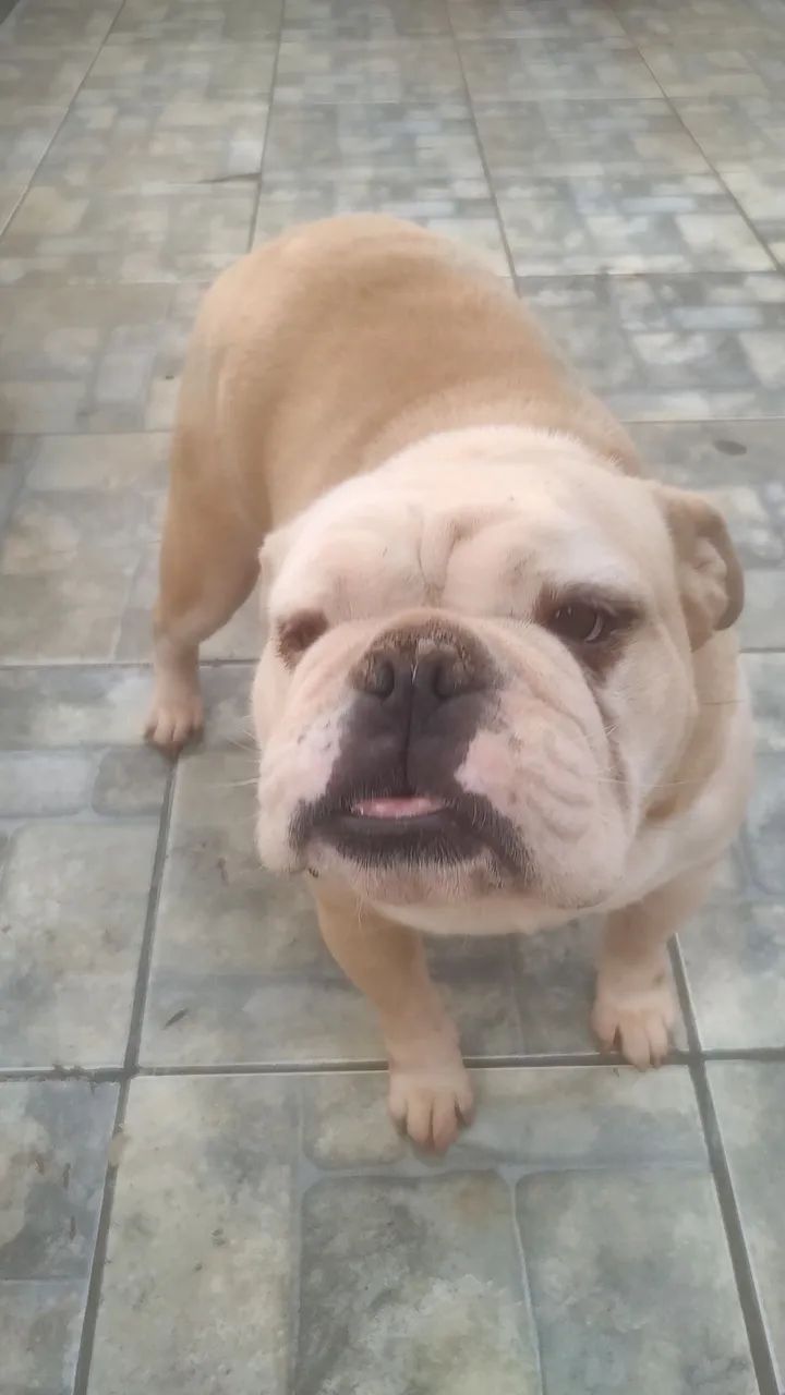  Bulldog Inglês fêmea  - Foto 3