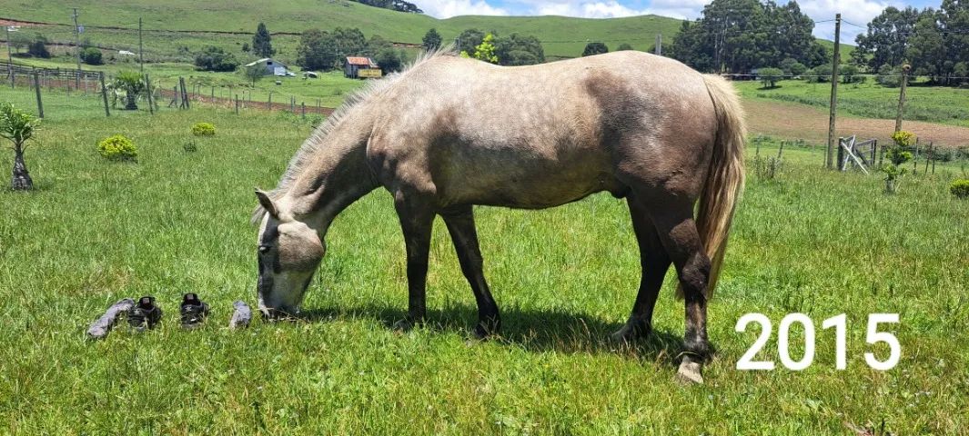 Rodeio da Vacaria !!! 02 Animais, sendo 01 égua Crioula Domada, pronta para o Laço !!! - Foto 4