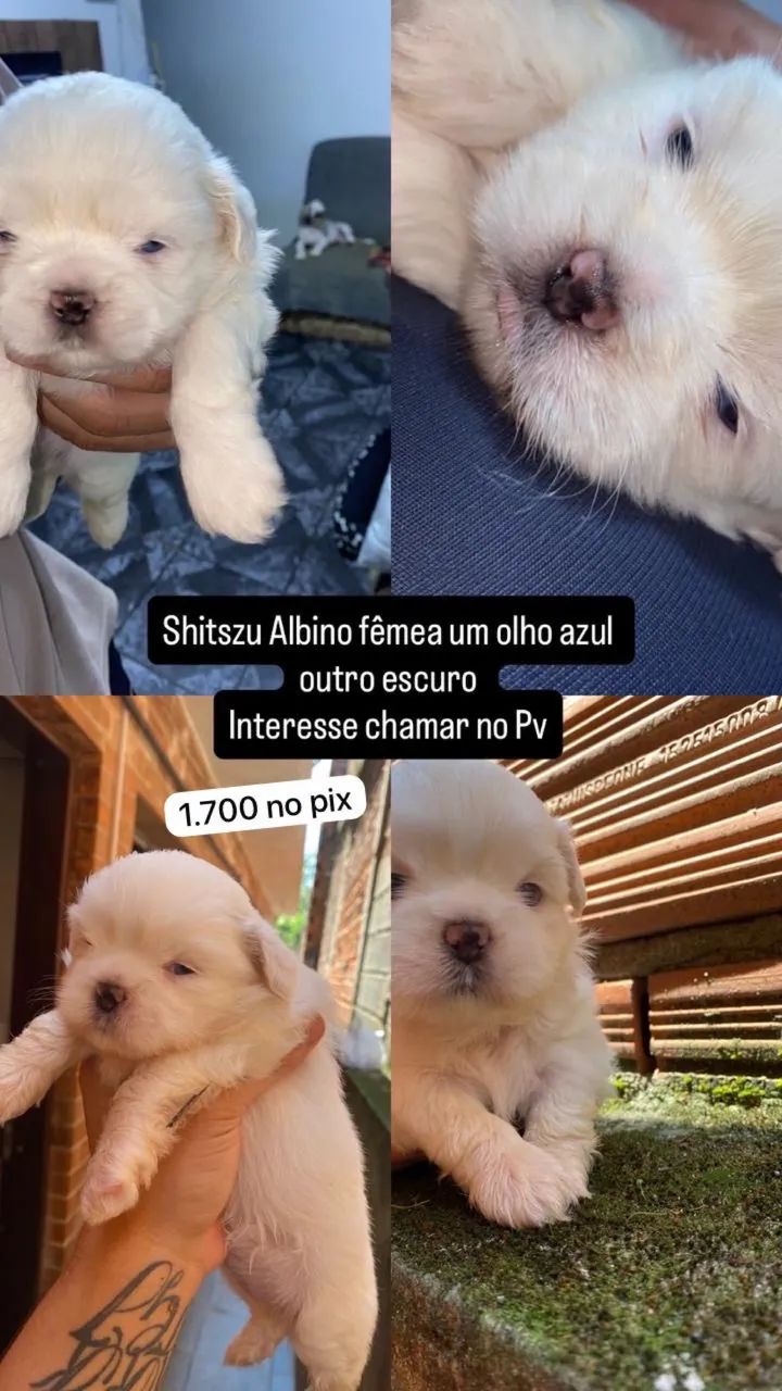 Shitszu branca um olho azul e outros castanho escuro  - Foto 3