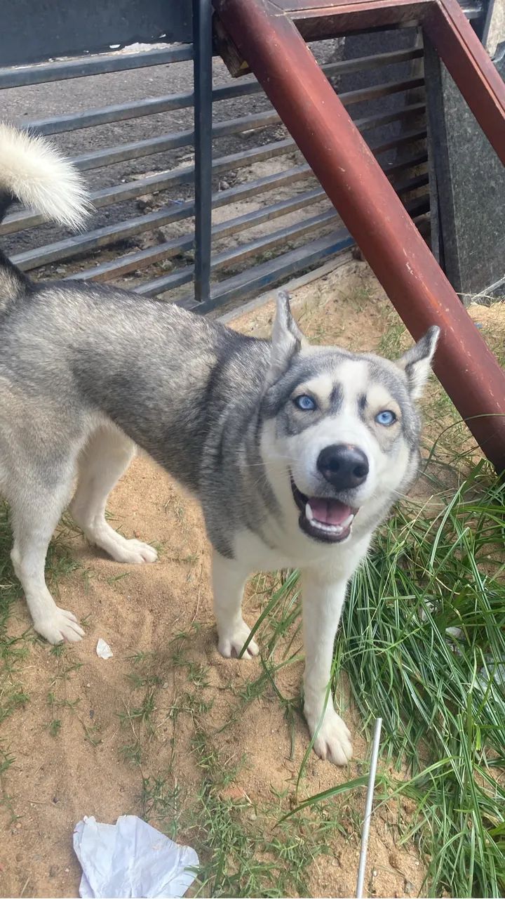 Doação de Husky Fêmea LEIA O ANÚNCIO ANTES DE ME ENCHER DE MENSAGENS  - Foto 3