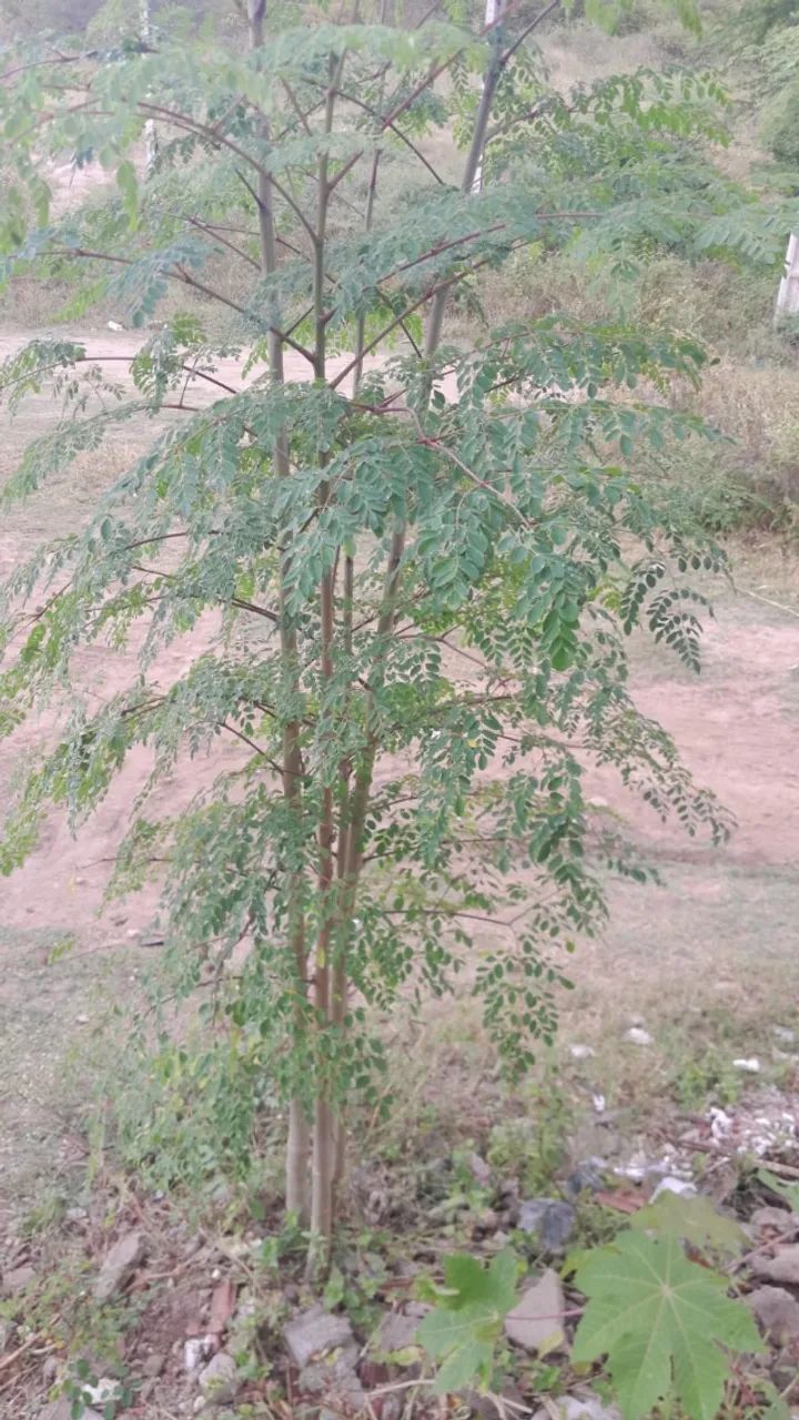 Sementes de Moringa oileifera - Foto 4