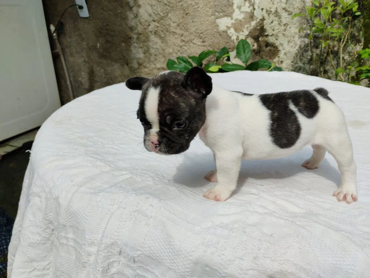Bulldog francês  - Foto 3