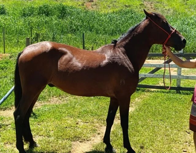Cavalo Mangalarga Castrado Registrado - Foto 2