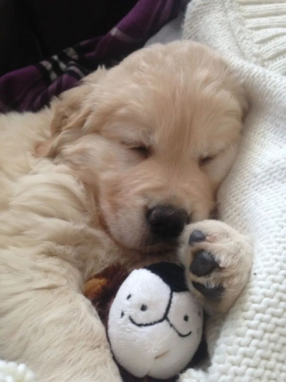 Filhotes de Golden Retriever | Companhia perfeita para dias felizes.