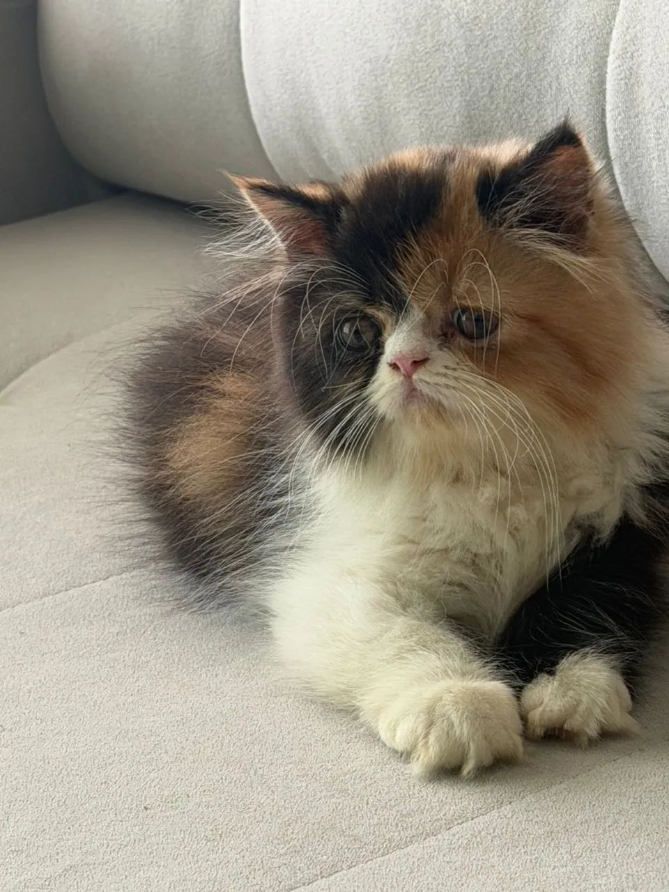 Gata Persa - Foto 3