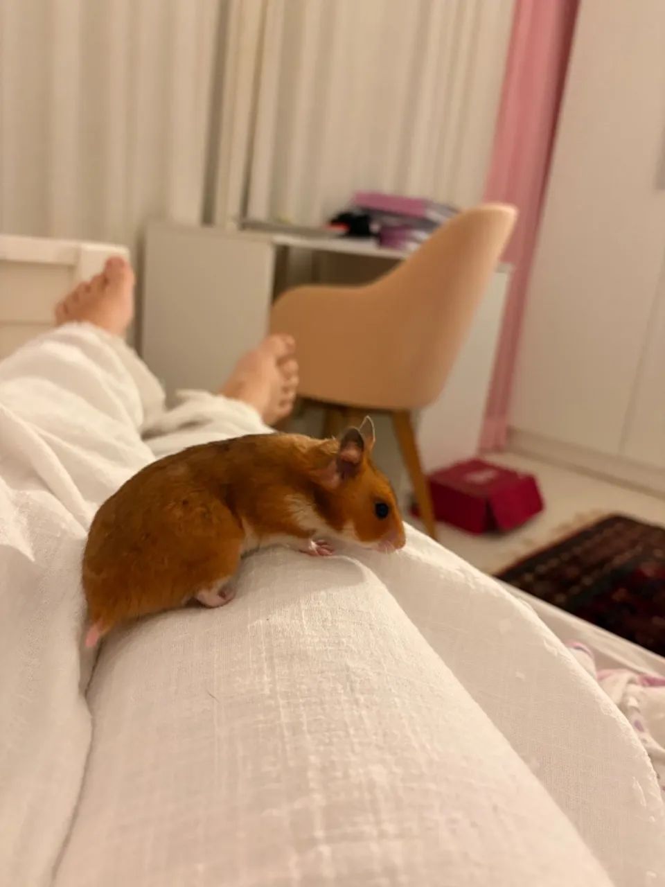 Hamster Sírio - Foto 5