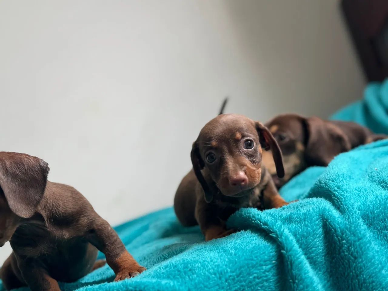 Filhotes Dachshund fêmeas  - Foto 3