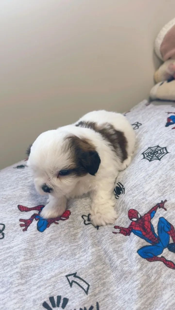 FILHOTE DE LHASA APSO  - Foto 3