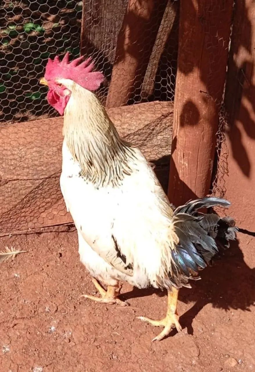 Galos caipira