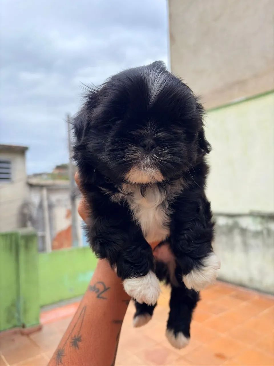 Shitzu - Foto 2