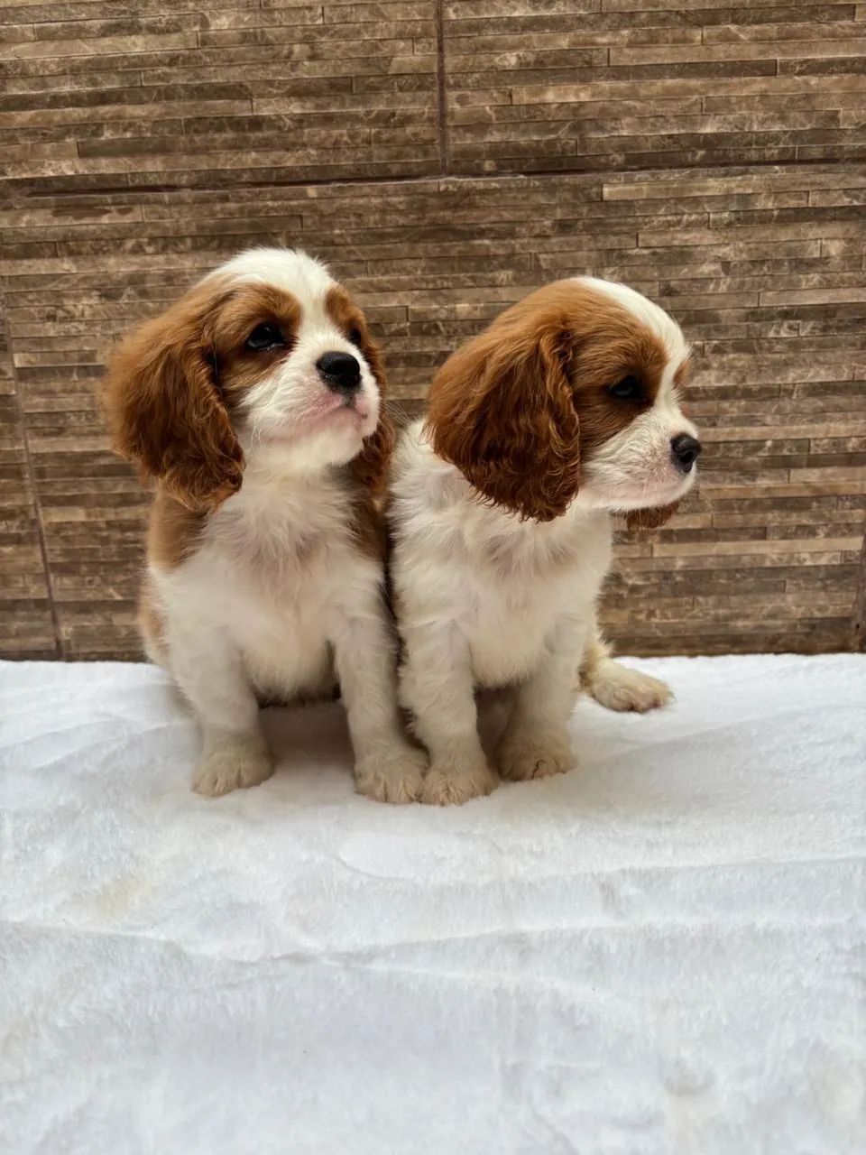 Cavalier legítimo entrego  - Foto 5