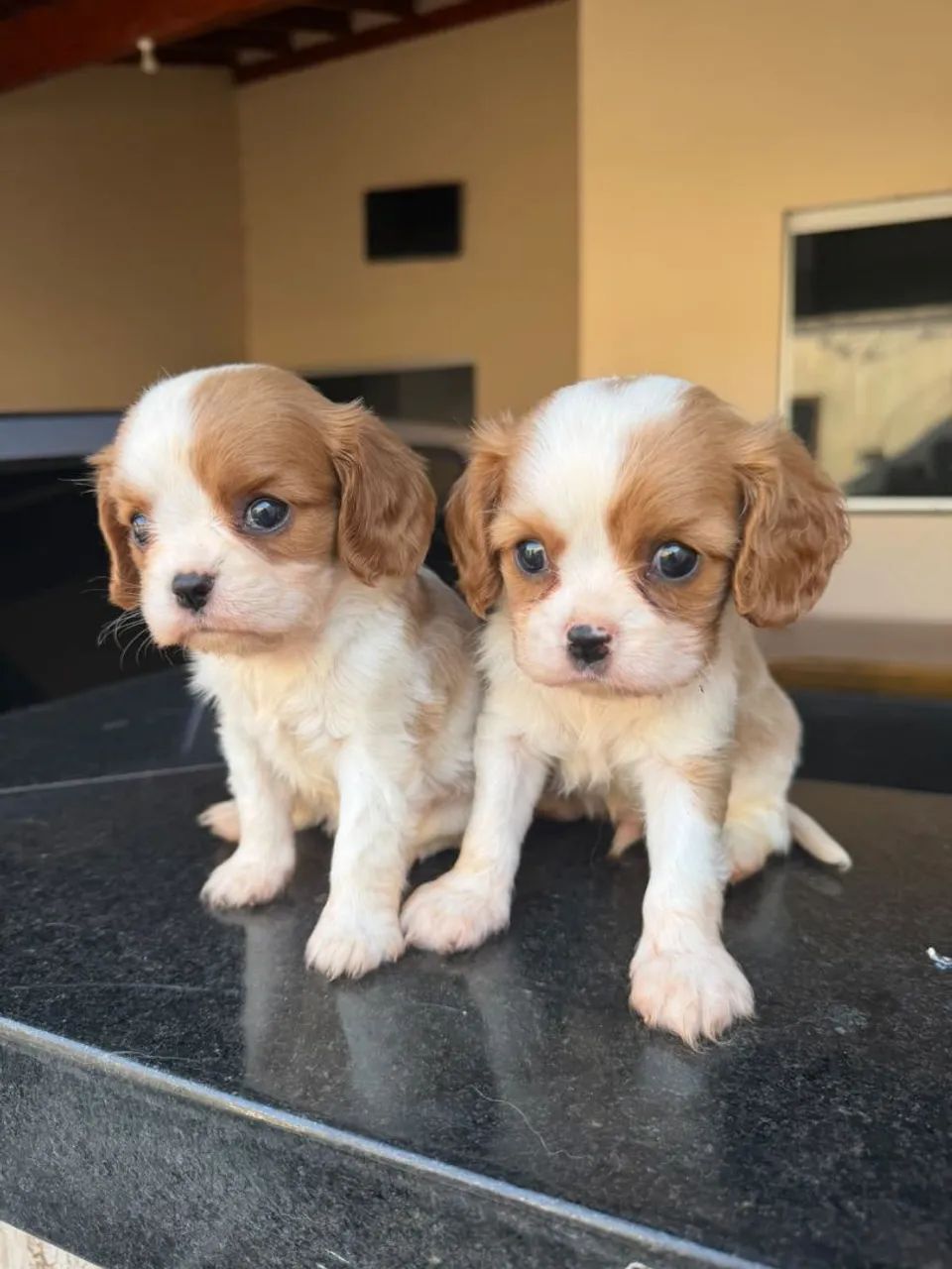 Cavalier disponível  - Foto 4