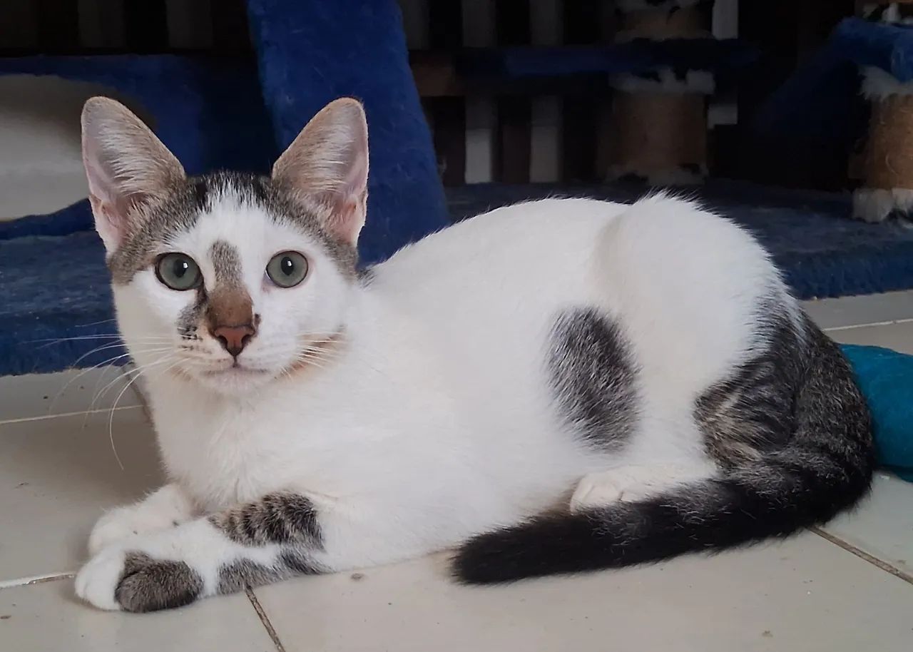 ADOÇÃO GATO - Foto 3