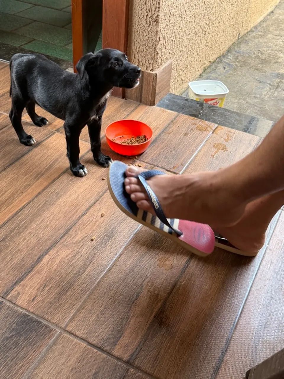 Doação de cachorro  - Foto 4