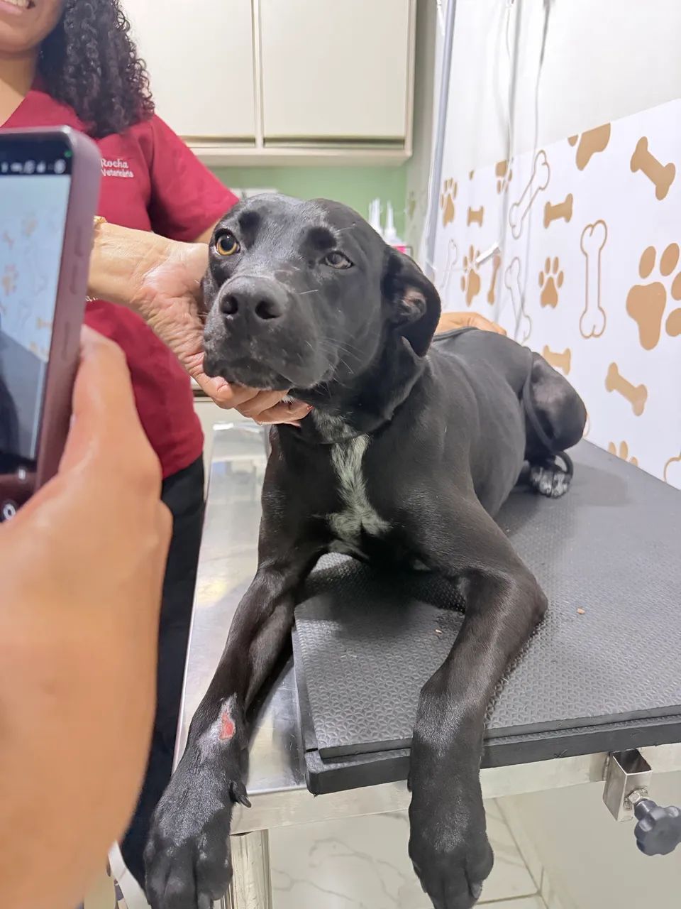Cadela para adoção  - Foto 4
