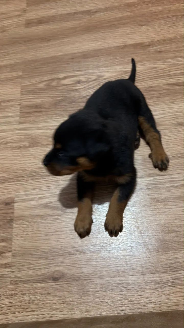 Rottweiler macho  - Foto 2