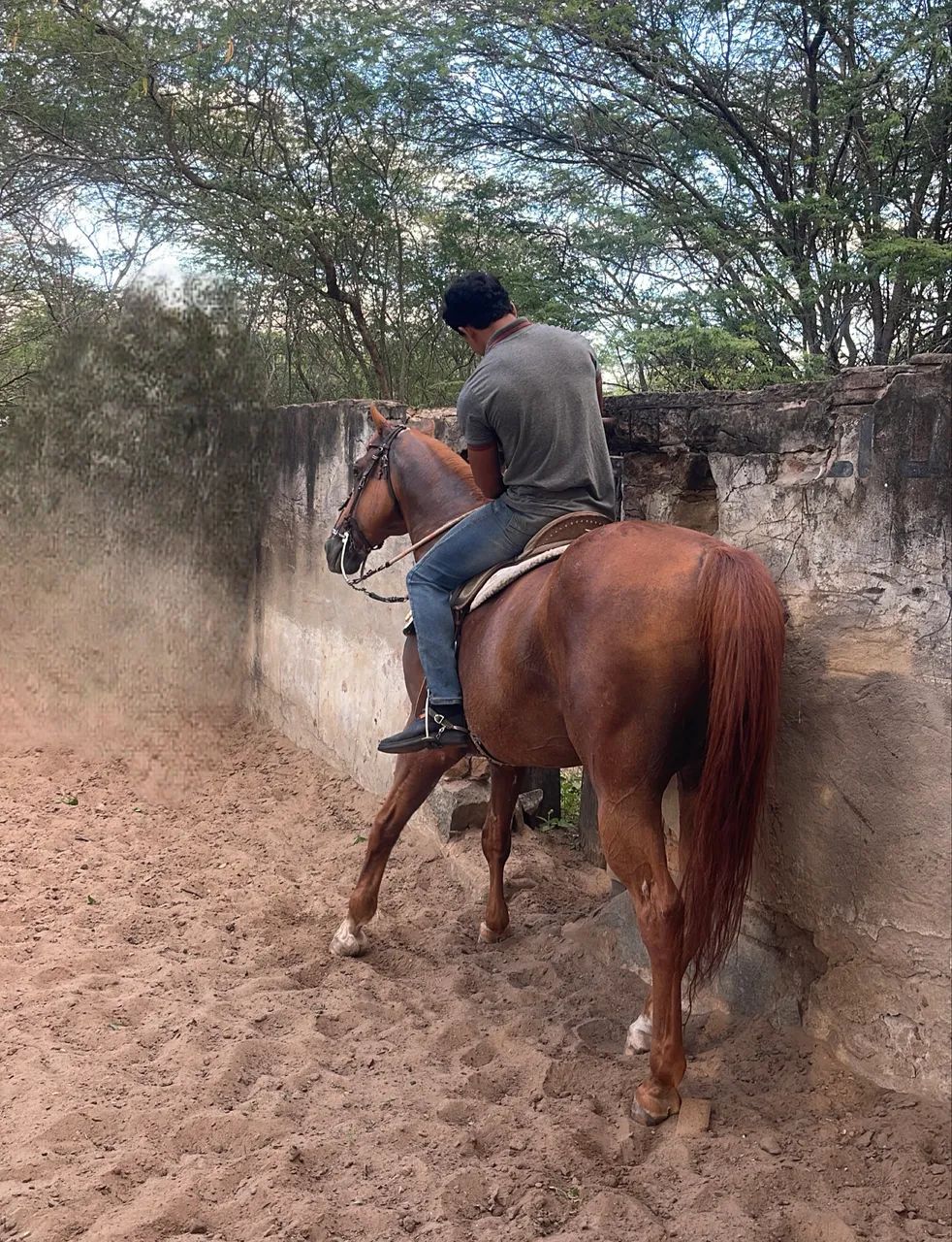 Cavalo de vaquejada  - Foto 2