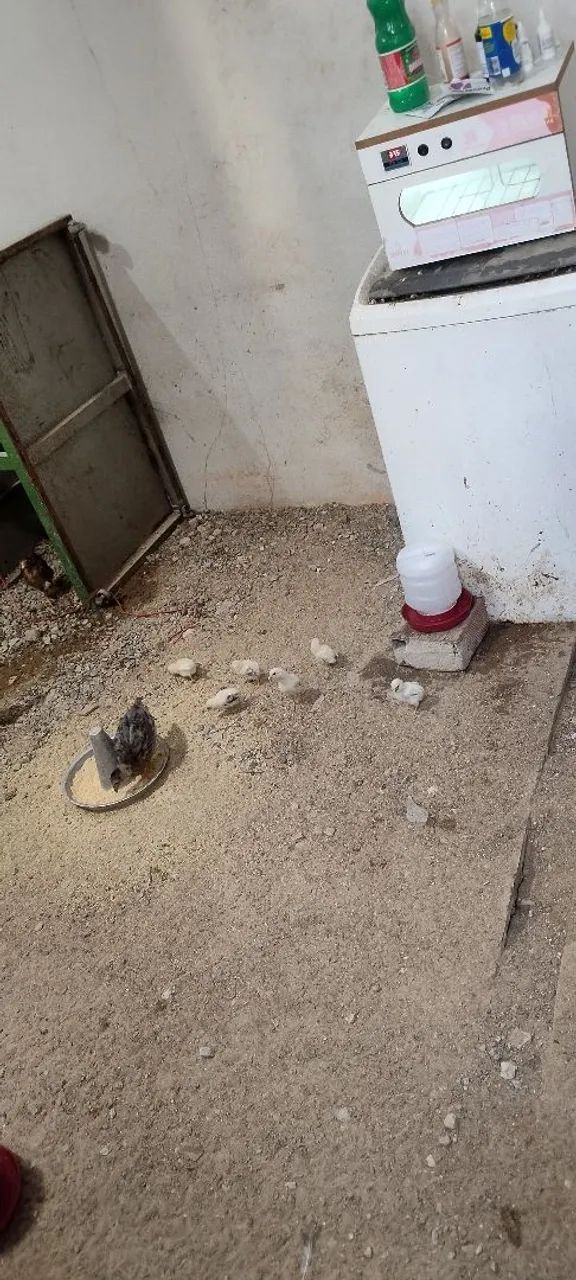 Pintinhos ? - Foto 2