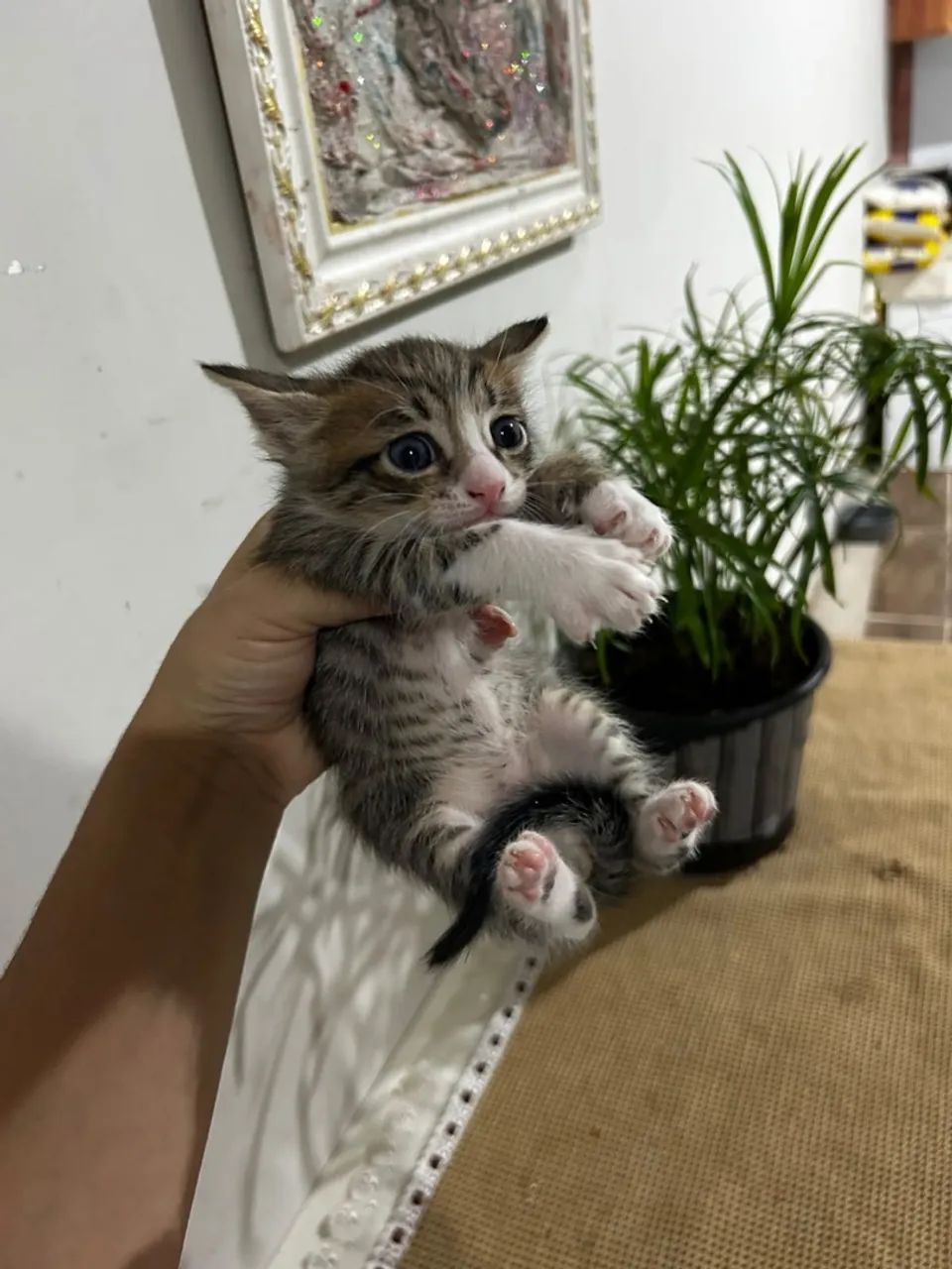 Gatos - Foto 2