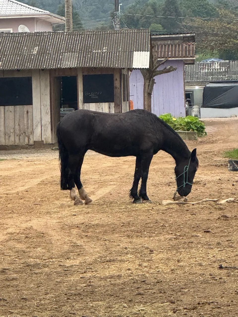 Cavalo  - Foto 3