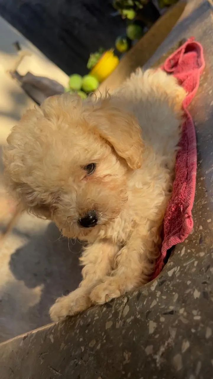 Filhote de poodle  - Foto 2
