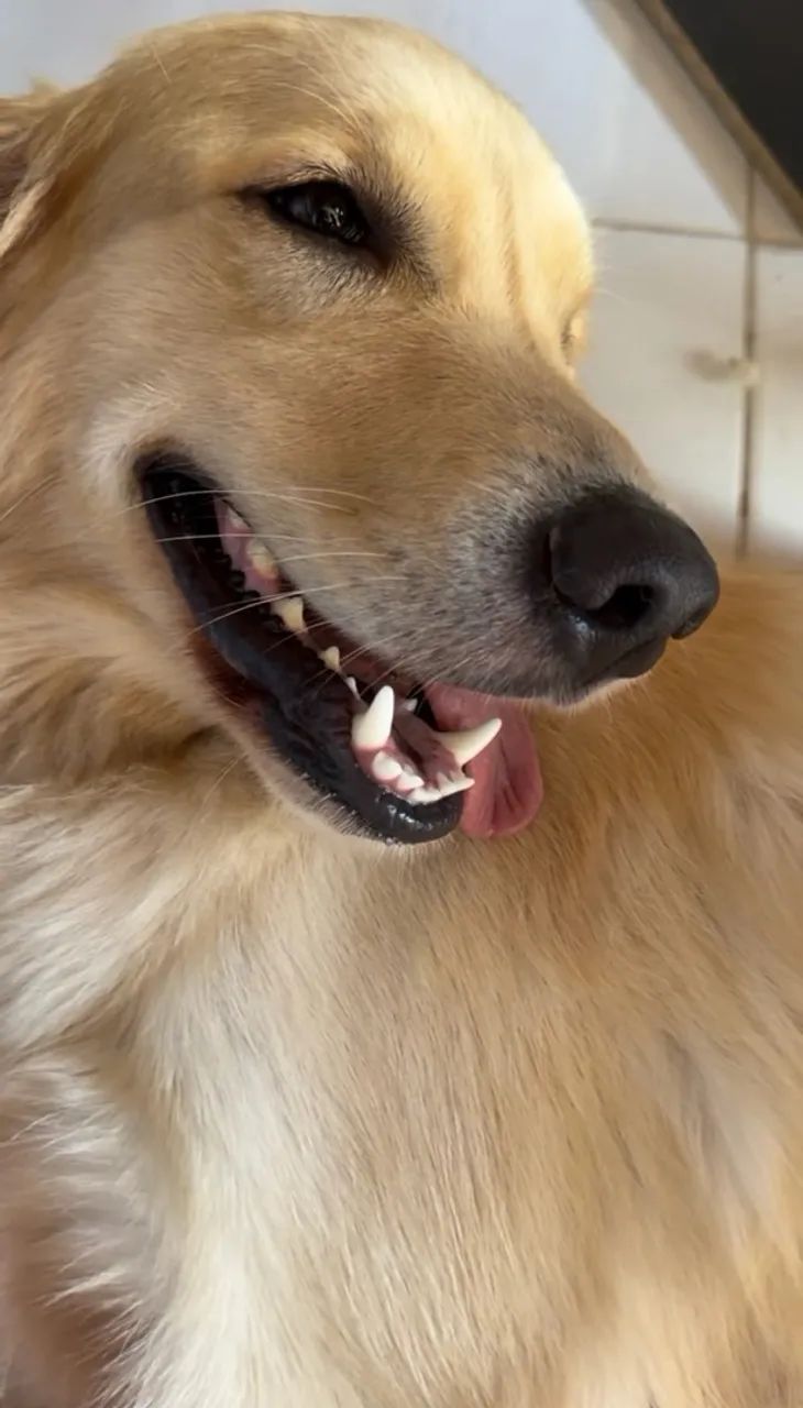  Golden Retriever  - Foto 4