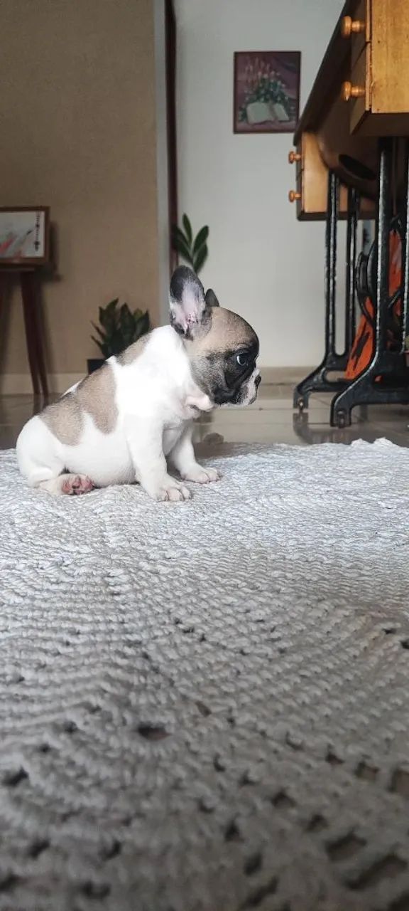 ? BULDOGUE FRANCÊS EXÓTIC MICRO ? - Foto 5