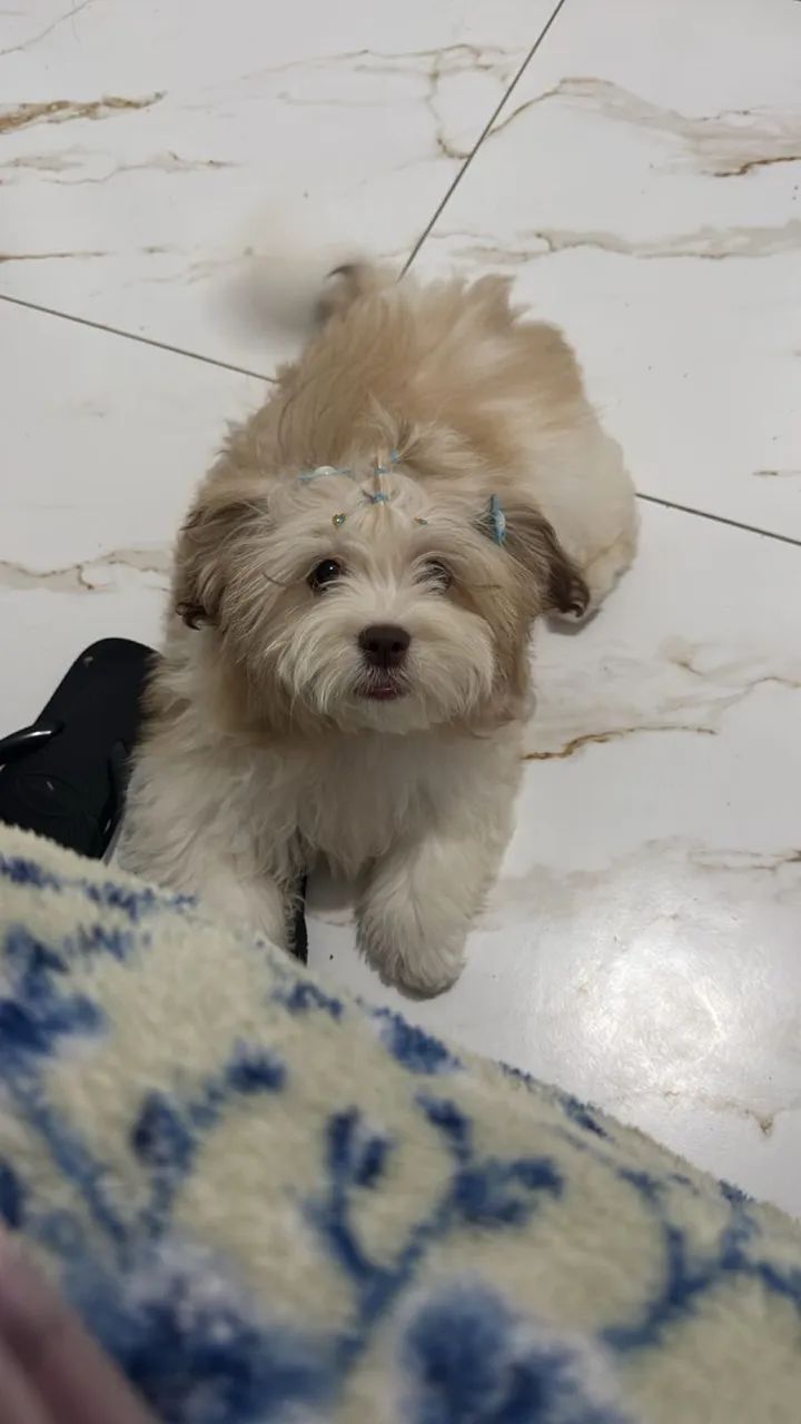 Shih Tzu fêmea  - Foto 2