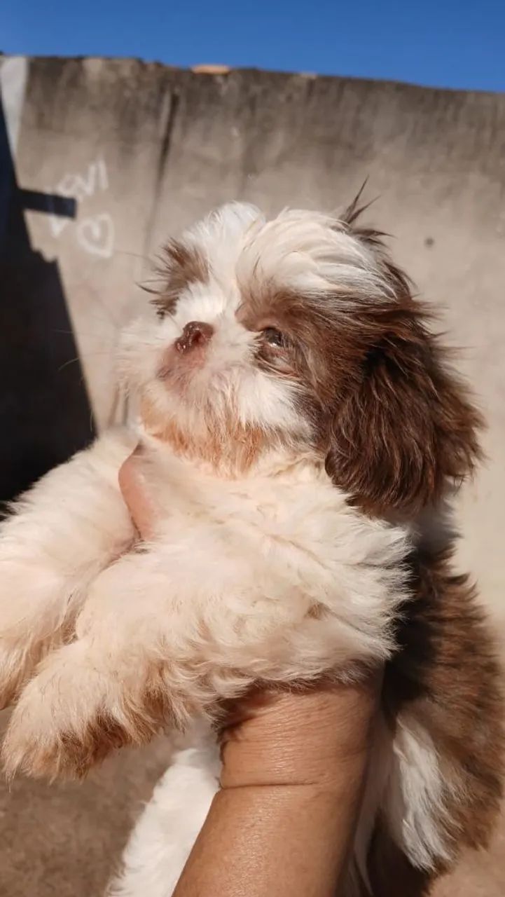 VENDO SHIH-TSU - Foto 5